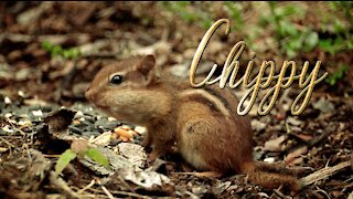 Chippy the Chipmunk