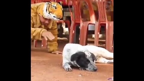 Prank wearing a tiger mask scares a dog