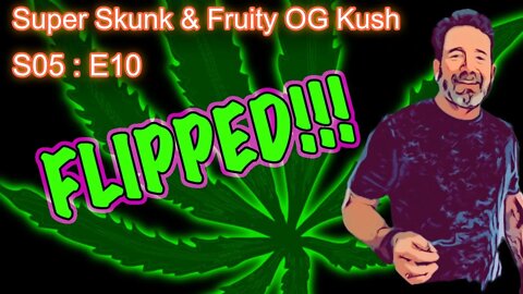 S05 E10 Super Skunk / Fruity OG Kush Organic Cannabis Grow - Flipped to Flower!