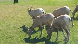 Bighorn sheep in Custer State Park