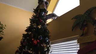 10 Reasons To Keep Your Cat Away From The Christmas Tree
