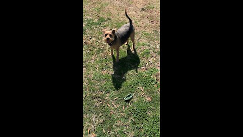 Charlie running the farm