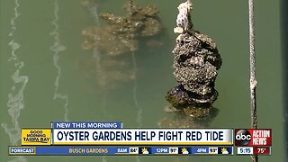 Vertical oyster gardens fight red tide and filter polluted water