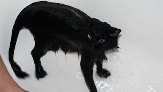 Ce chat a une étrange réaction quand on le lave