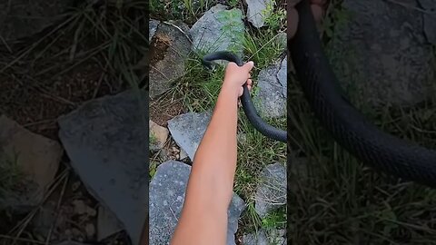 INSANE black racer flip!! #herping #snakes #shorts