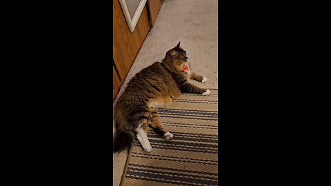 Petunia Learns A Trick (Featuring Petunia The Norwegian Forest Cat)