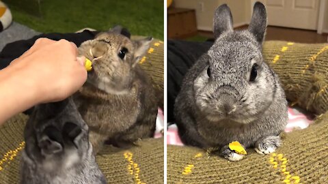 Bunny chomping on treat is an adorable ASMR moment