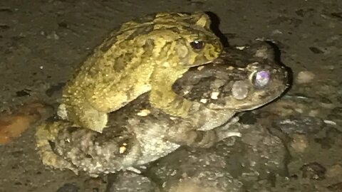 Frog mating - How many hours do frogs 🐸 mate for? #viral #frog #frogmating #nocturnalanimals