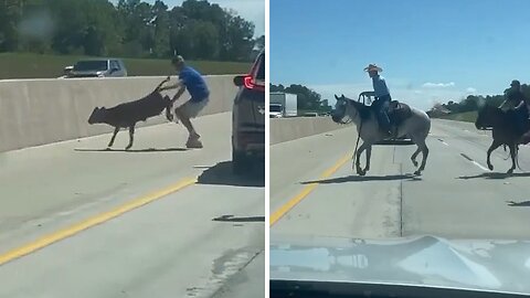 Running calf makes a daring escape into the busy highway