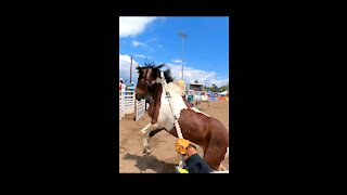 WILD HORSE RACING PRESCOTT, AZ