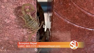 Scorpion Repel shows us how they keep scorpions out of your home