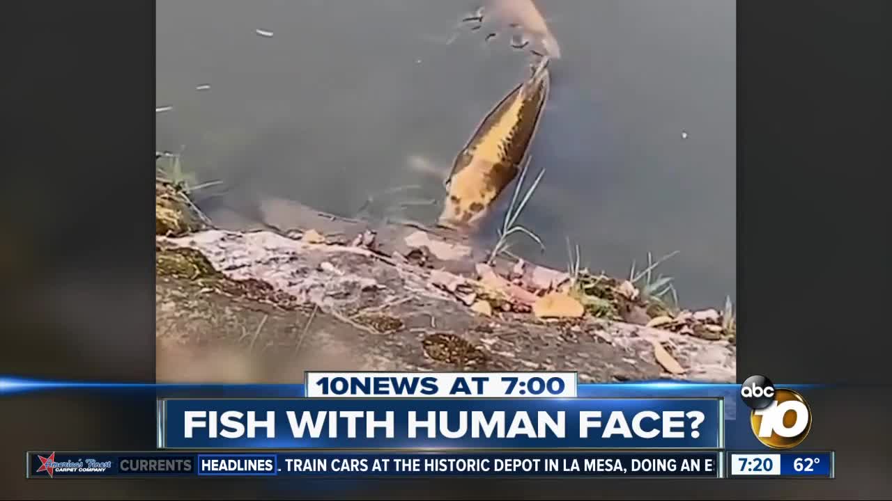 Video shows fish with human-like face?