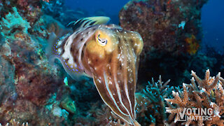 The Great Barrier Reef Con