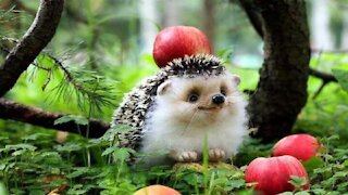 "WOW" Cute Little Hedgehogs
