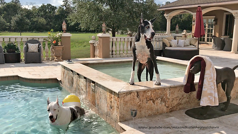 Great Danes Enjoy Chilling Out in the Pool