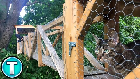 World's Best Outdoor Cat Enclosure