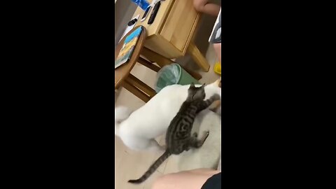 cats vs dog funny video