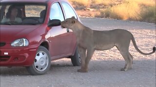 Tourists face lioness trying to get into their vehicle
