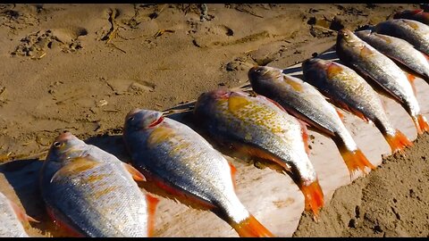 Surf Perch Beach Fishing & Razor Clam DIGGING! | Addicted Life Ep. #30