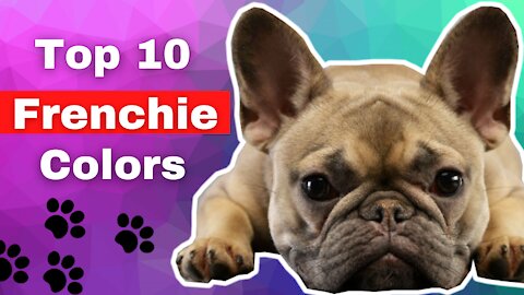Top Ten French Bulldog Color Trends