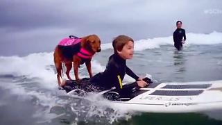 Dog Surfs With Disabled Children