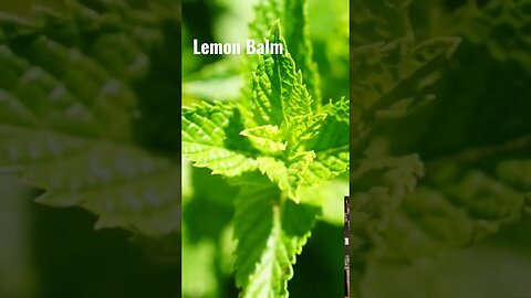 Herbal Fever Support with Lemon Balm
