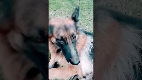 german shepherd Puppies and bitch#petvlog #germanshepherd#petlovers #dogs#pet#puppies #hamtumaryhen