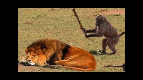 A Monkey Slaps The Face A Lion