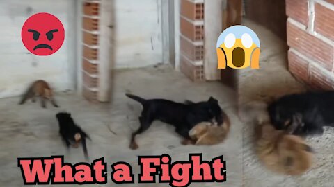 OMG , What a fight Dog vs Fox 😱😱😱 NEW 2021
