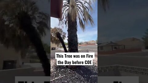 This tree burned the day before close of escrow? What should we do?