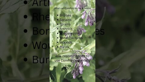 🌿Comfrey Facts for Humans😇 #shorts #herbalism #homesteading #gardening