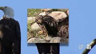 Young bald eagle shot and killed on Eastern Shore