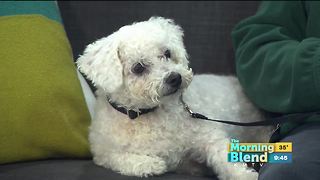 Nebraska Humane Society Adventure Puppy Classes