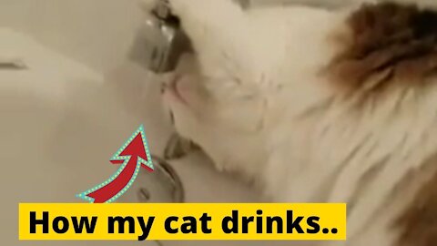 How my cat drinks water..