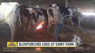 WARNING GRAPHIC: Disturbing video shows blowtorches used on cows at Florida dairy farm