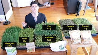 Microgreens Masterclass | Common Varieties | Full Week of Growing - What I Wish I Had When I Started