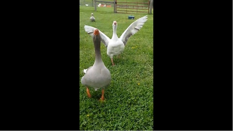 Mickey the Goose runs in for a hug