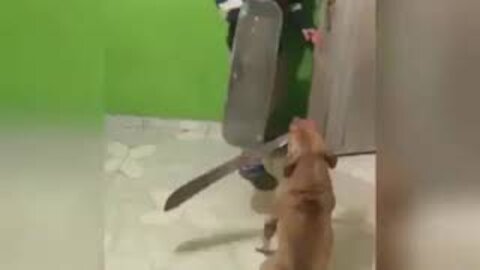Perro ataca ladrón de patineta con un machete