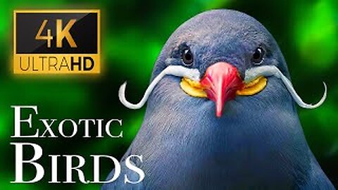 amazingly beautiful bird Birds 4K - Beautiful Bird Sounds In Rainforest |forest Sounds