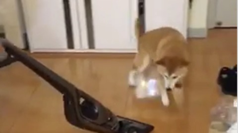 Dog struggles to escape vacuum on slippery floors