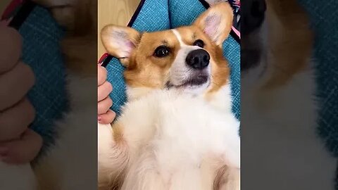 "Adorable Corgis at the Spa: Unwind with the Queen's Favorite Breed"