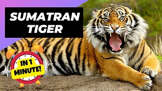 Sumatran Tiger - In 1 Minute! 🐯 One Of The Most Endangered Animals In The Wild | 1 Minute Animals