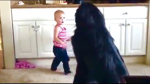 Toddler shows her huge Newfie puppy her toys