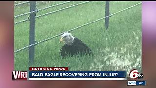 Injured bald eagle found along I-70 in Hancock County