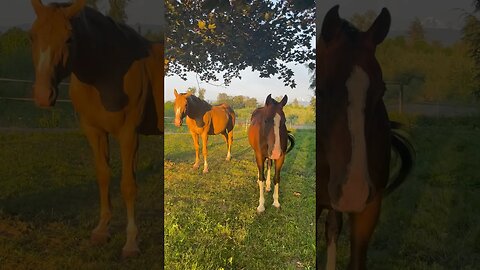 They rather chill than go for a ride #funny #horse #shortvideo #horsesofinstagram