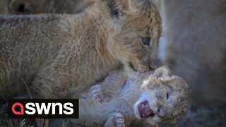 Paw little cub! Young lion cub gets picked on by older cousins