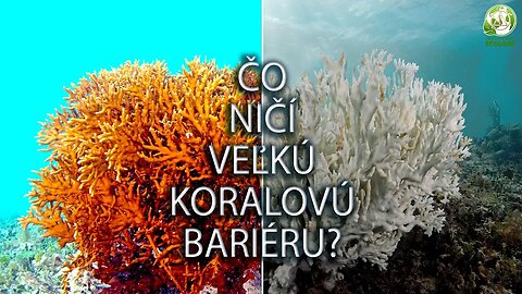 Veľká koralová bariéra je v ohrození!