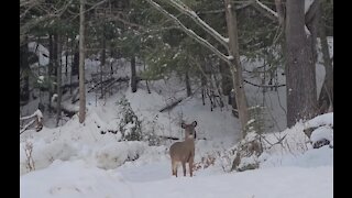 A Young Deer Gets Scared