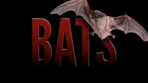 Bats: Guardians of the Night