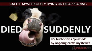 CATTLE MYSTERIOUSLY DYING AND DISAPPEARING ACROSS UNITED STATES | This will stump you.